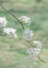 雨打梨花深闭门歌曲